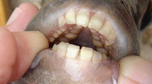 fish-with-human-teeth